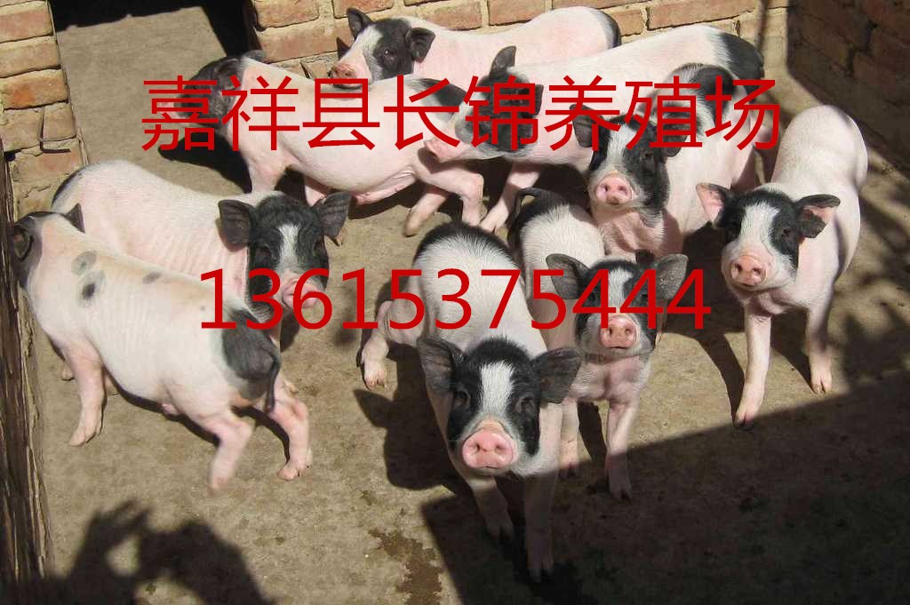 宜昌市矮马租赁