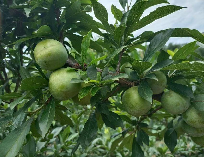 长阳：为“李”去等“李”来——大堰乡晓麻溪村50亩脆李喜迎丰收