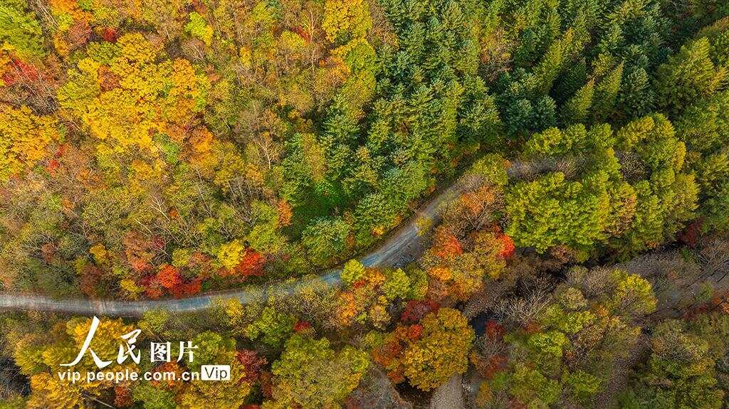 辽宁本溪：大地森林公园秋色美