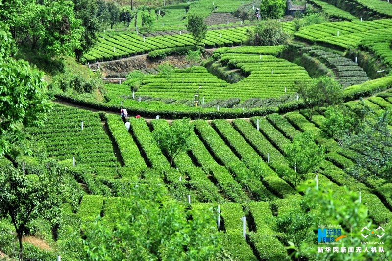 【“飞阅”中国】醉美邓村茶园满目青翠欲滴-新华网